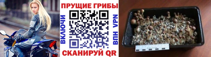 Псилоцибиновые грибы Cubensis  Советская Гавань 